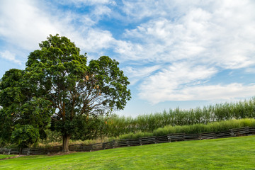 Pastoral Landscape: Tree Along the Fence Line