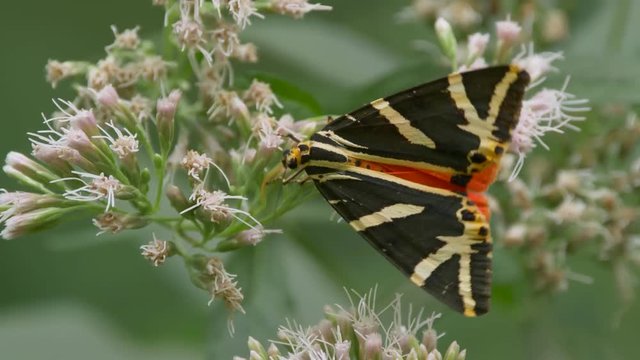 Jersey tiger 