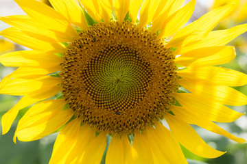 Obraz premium close up sunflower