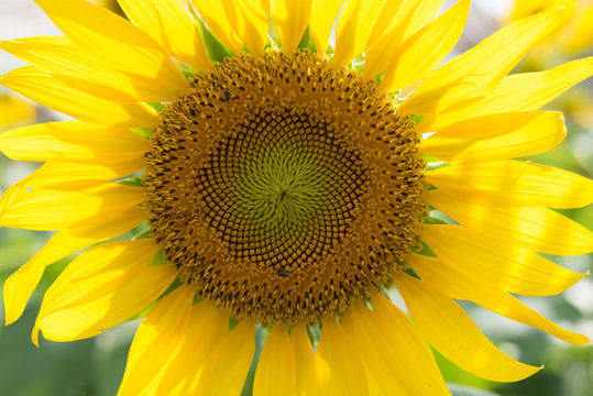 close up sunflower