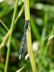 Eurasian Bluet damselfly of the genus Coenagrion