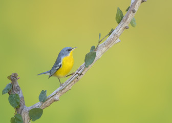 Pequeño amarillo