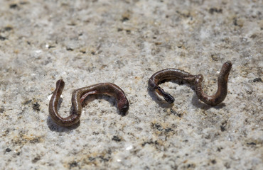 Dead earthworm on the dry floor,  outdoor.