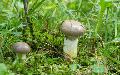 Slimy spike-cap, Gomphidius glutinosus growing among moss