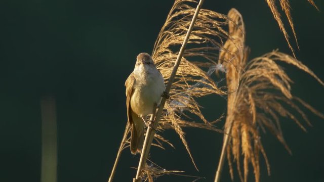 Great reed warbler singing - ungraded footage