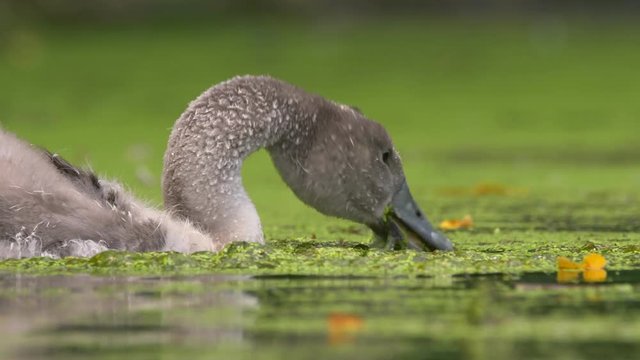 Young mute swan 
