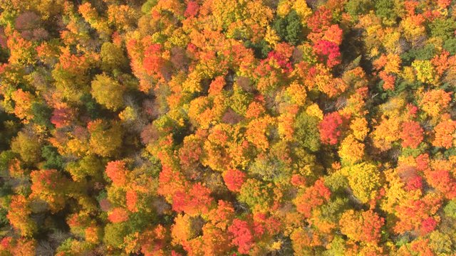 AERIAL TOP DOWN: Flying above a stunning colorful treetops with turning leaves on sunny day. Beautiful autumn trees in yellow, orange and red forest on sunny autumn day. Fall foliage in autumn forest