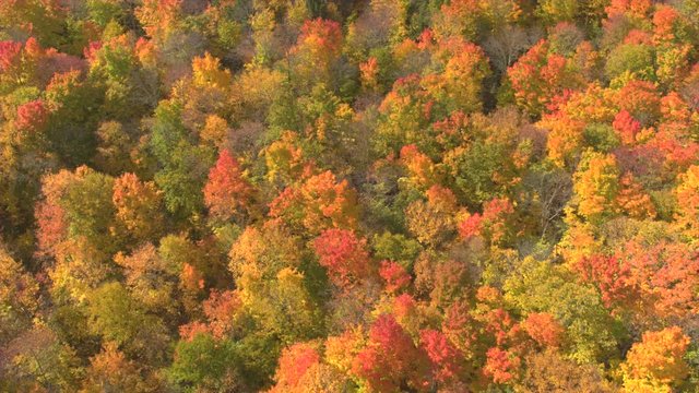 AERIAL LOWERING: Flying above a stunning colorful treetops with turning leaves on sunny day. Beautiful autumn trees in yellow, orange and red forest on sunny autumn day. Fall foliage in autumn forest