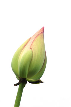  Fresh Lotus Bud Isolated On White Background