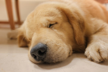 Sleeping Dog (Golden Retriever)