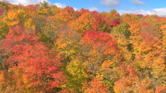 AERIAL: Flying above the stunning colorful treetops with turning leaves on sunny day. Beautiful autumn trees in yellow, orange and red forest on sunny autumn day. Fall foliage in autumn forest