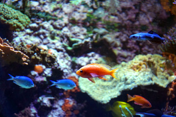 Fototapeta na wymiar colorful coral reef underwater in the sea
