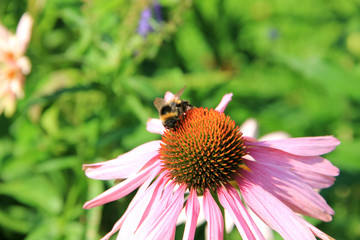 bee collecting nectar from the flowers