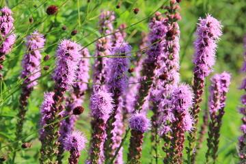 meadow grass