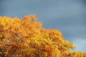 Fototapeta premium golden autumn tree under dusk sunlight