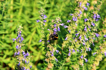 bee collecting nectar from the flowers