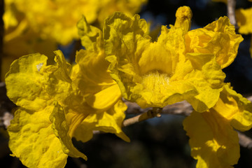 Golden Trumpet Tree Blossomming in Brasilia