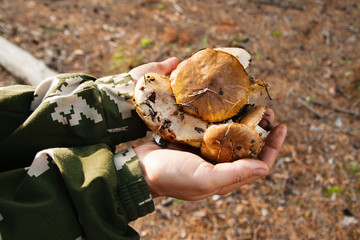 Two hands of woman holding mushrooms in a forest.