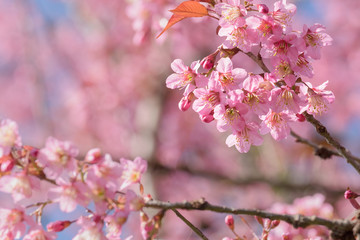 Obraz premium Abstract pink cherry blossom, Wild Himalayan Cherry in spring time with soft focus background