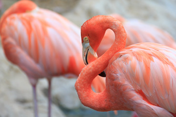 Naklejka premium Beautiful flamingo birds.