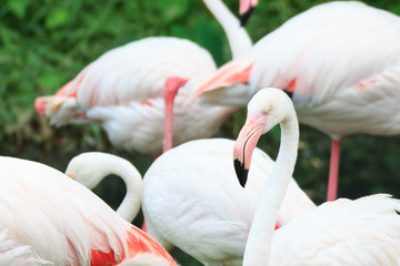 Naklejka premium Beautiful flamingo bird.