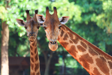 Two head giraffe.