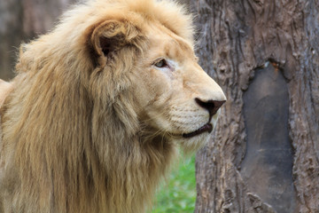 Fototapeta na wymiar Close Up Young head lion.