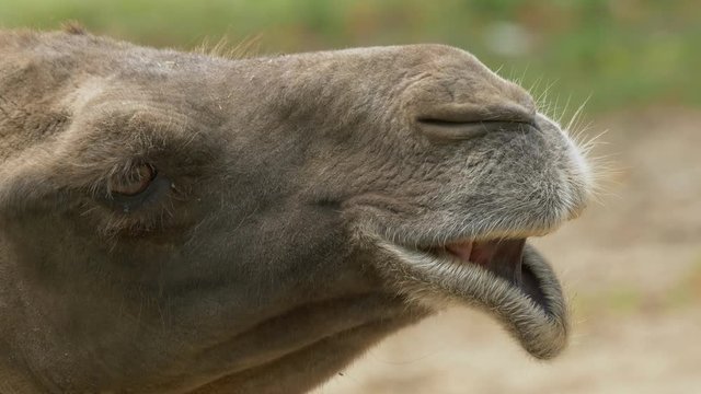Wild Bactrian camel (Camelus ferus) grin - ungraded footage