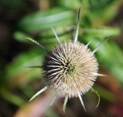verblühte Distel