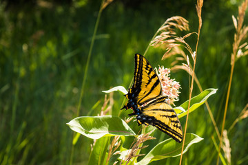 Yellow Butterfly on Greenery