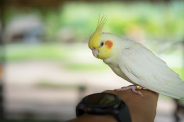 Cockatoo (Cacatuidae), Close up photograph of a little young cockatoo on man hand