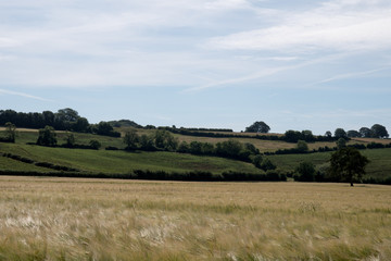 Fototapeta premium イギリスの田園風景
