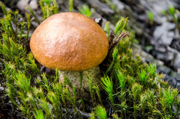 Mushroom in the light green forest. Autumn. Dry leaves,  moss background. 