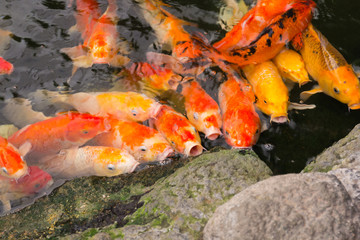 Fototapeta na wymiar Colorful fancy carp fish.