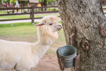 Llama or Alpaca (Vicugna pacos), Photograph of a white alpaca drinking water on field