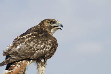 Red-tailed Hawk rests