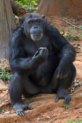 Giant chimpanzee monkey.