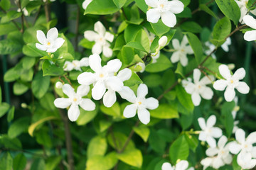 Blooming flowers. White Inda from Sri Lanka. Refreshing background