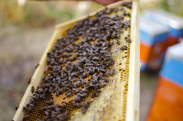 Bee colony on the honeycombs. Beekeeping and getting honey. Hive on the background