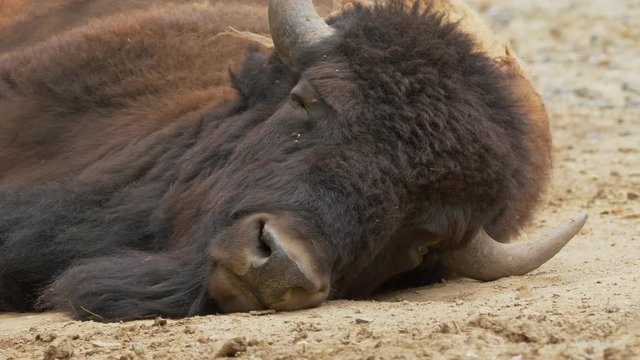 American bison (Bison bison) relaxing - ungraded footage