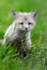 Obraz premium Fox cub in grass