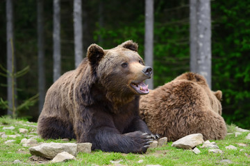 Brown bear in the forest