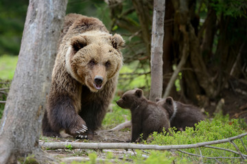 Obraz na płótnie Canvas Brown bear and cub
