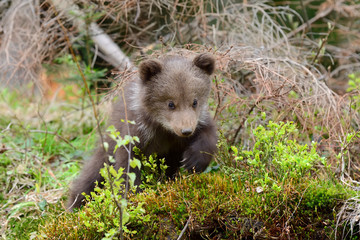 Brown bear cub