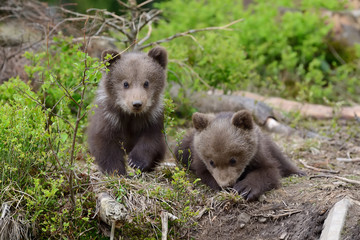 Fototapeta premium Brown bear cub