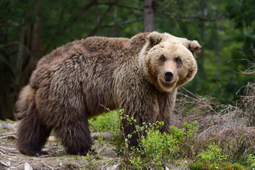 Fototapeta premium Brown bear in the forest
