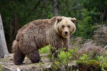 Obraz premium Big brown bear in the forest