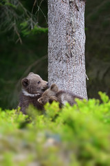 Brown bear cub