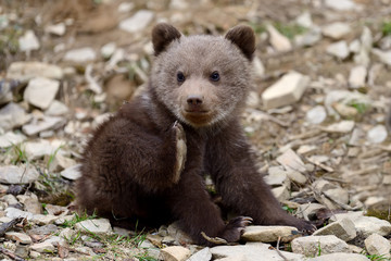 Naklejka na ściany i meble Brown bear cub