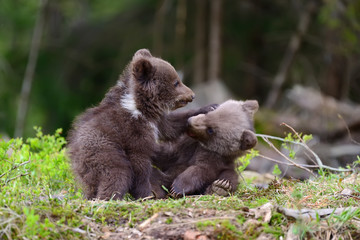 Brown bear cub